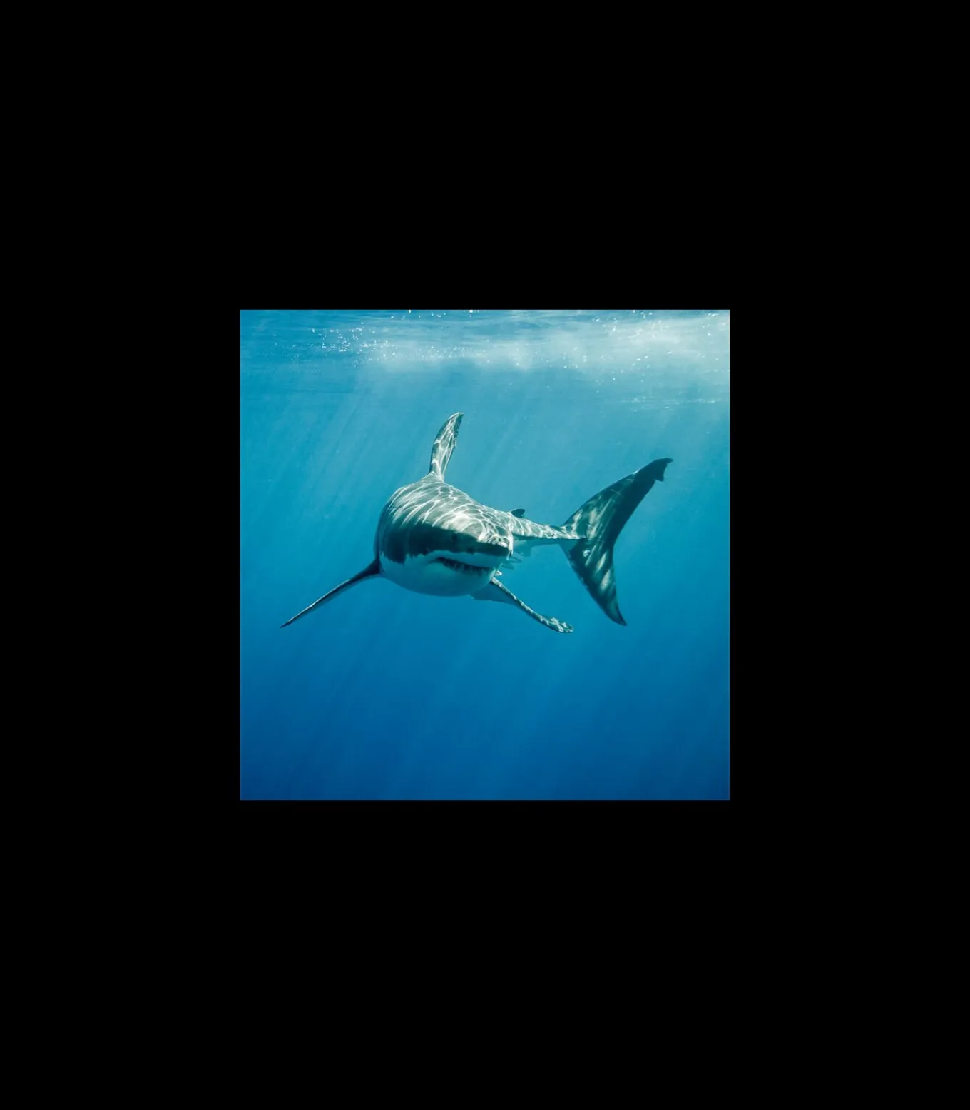 Sock my Shark